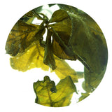 GOARTEA Premium Seven Leaf Jiaogulan Gynostemma Chinese Herbal GREEN TEA Loose Leaf