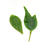 GOARTEA Premium Kuding Bitter Herbal Green Tea Chinese Qingshan Lushui Loose Small-leaf